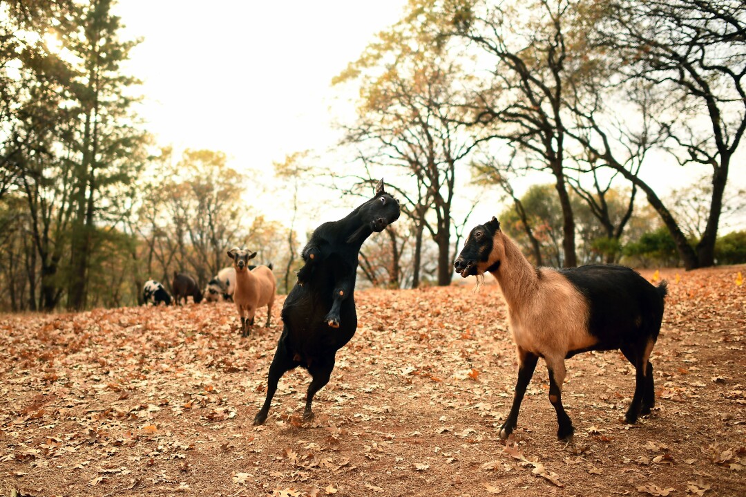 Jim Clark’s goats